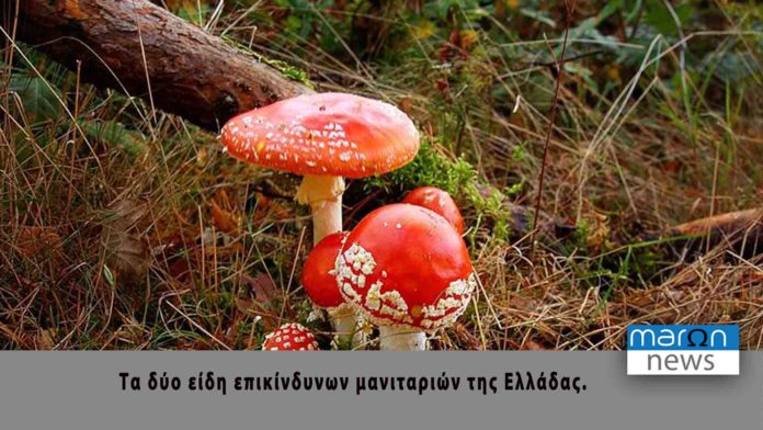 ΜΑΝΙΤΑΡΙΑ
