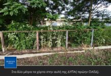 Στα δύο μέτρα τα χόρτα στην αυλή της ΔΥΠΑ( πρώην ΟΑΕΔ).
