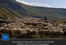 Κρούσματα Καταρροϊκού Πυρετού στην ΠΑΜΘ – Οδηγίες από την δνση Κτηνιατρικής.